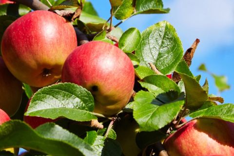 A close up on a group of apples growing on the tree
