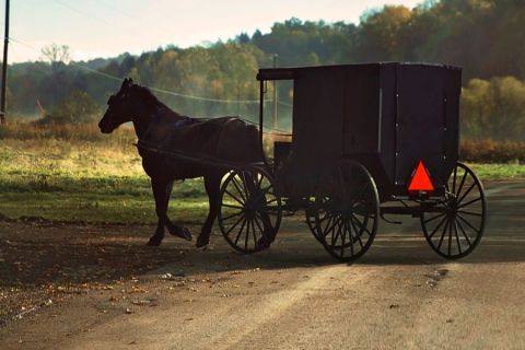 A horse and carriage