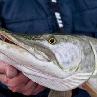 Picture of a muskie fish being held by a fisherman