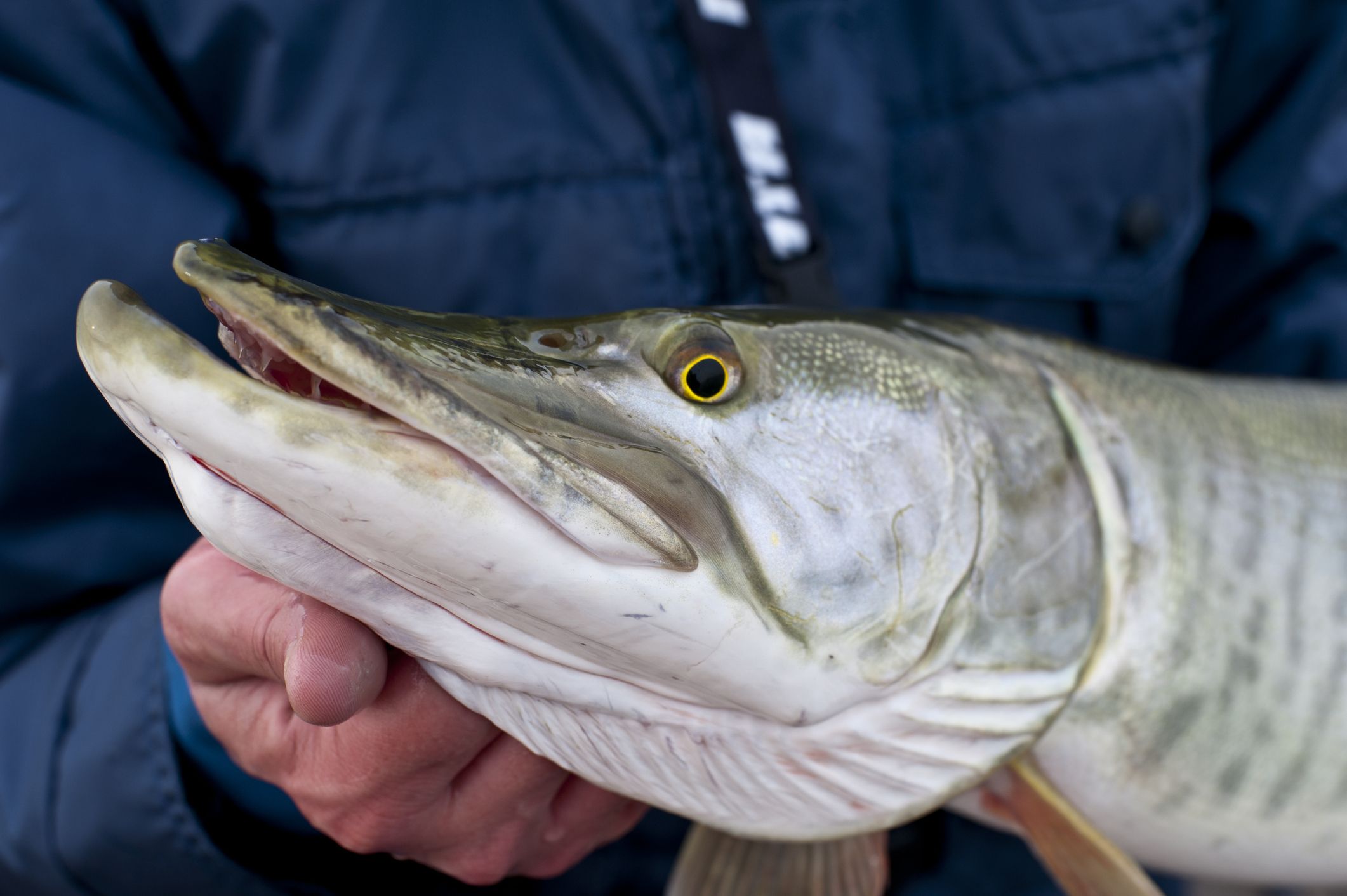 Picture of a muskie fish being held by a fisherman